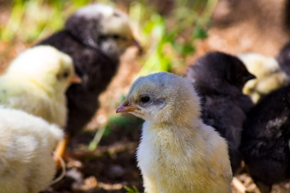 Chicken Brooder Buyer's Guide: What to Know Before Buying