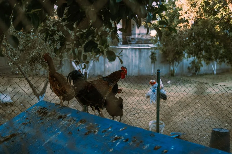 Automatic Chicken Coop Door Openers Compared: Top Picks