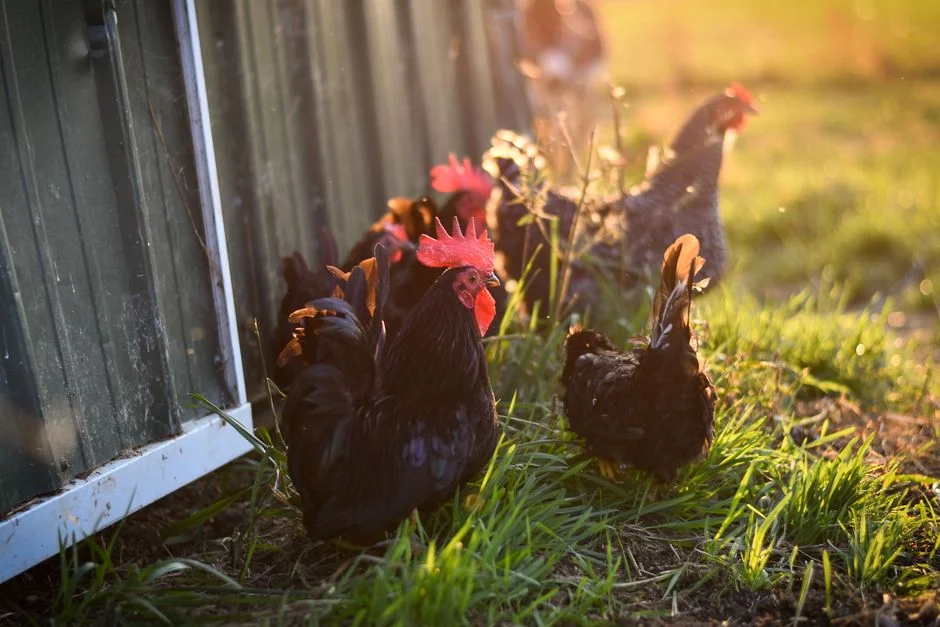 Chicken Coop Door Buyer's Guide: Automatic Options Compared
