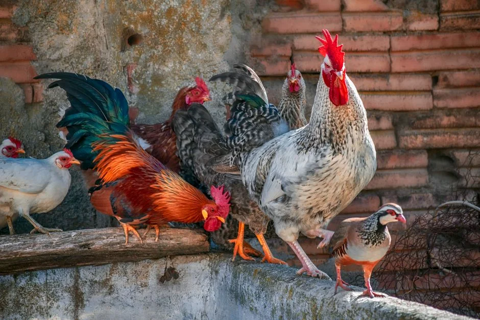 Solar Chicken Coop Door Buyer's Guide: What to Know
