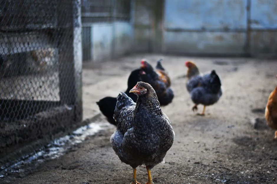 Chicken Coop Insulation and Winterizing: A Complete Guide