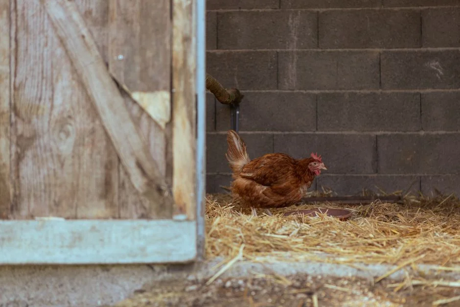 Poultry Netting Buyer's Guide: Electric vs. Passive Systems