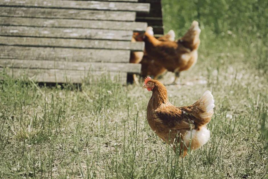 Chicken Coop for 6 Chickens: What to Know Before Buying
