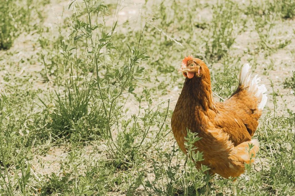 OverEZ Chicken Coop Review: Durability and Protection