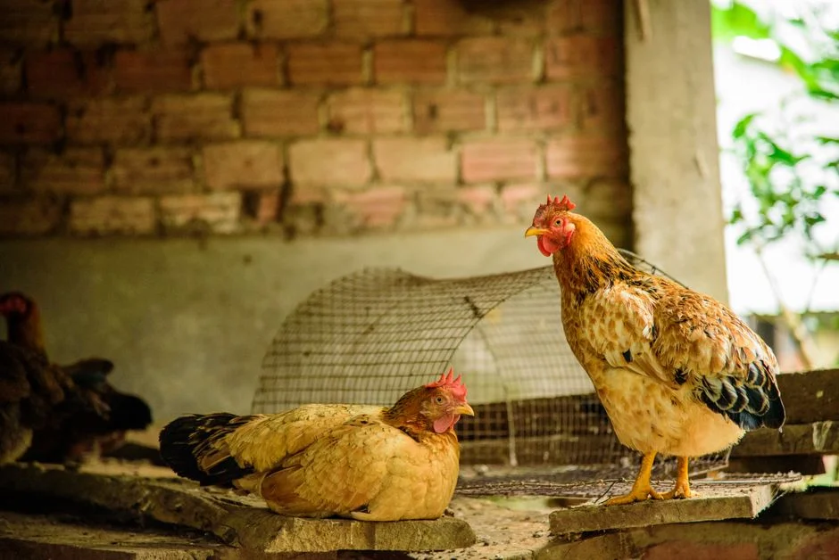 Chicken Coop Windows: A Buyer's Guide to Ventilation
