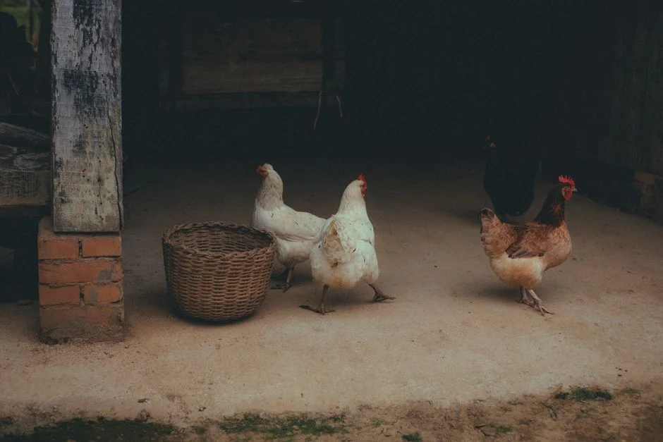 Best Chicken Coops for 15 Chickens: What to Know