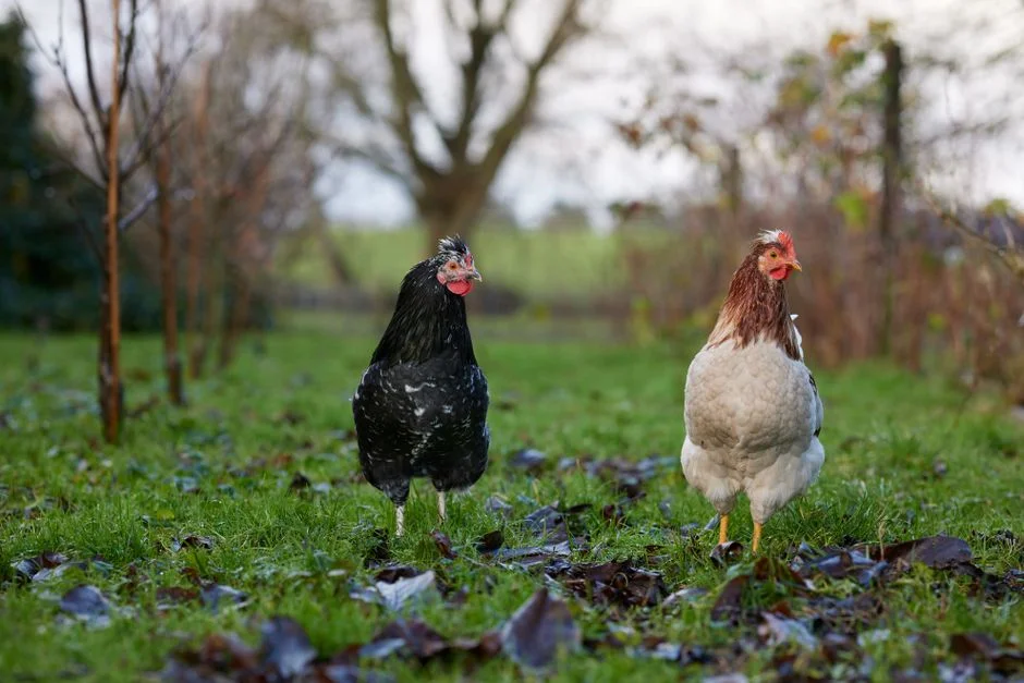How to Tell If an Egg Is Fresh: Simple Tests for Home Cooks