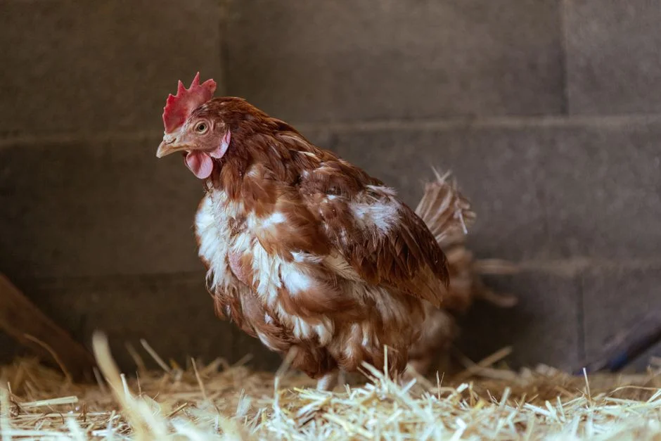 eggs-and-breeds product image
