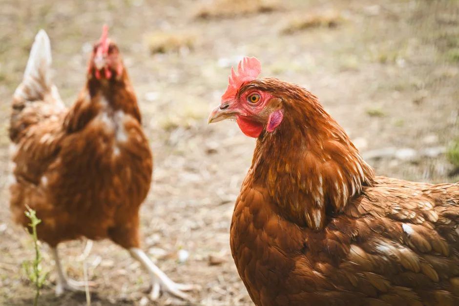 Chicken Breeds Guide: Choosing the Right Flock for Your Needs