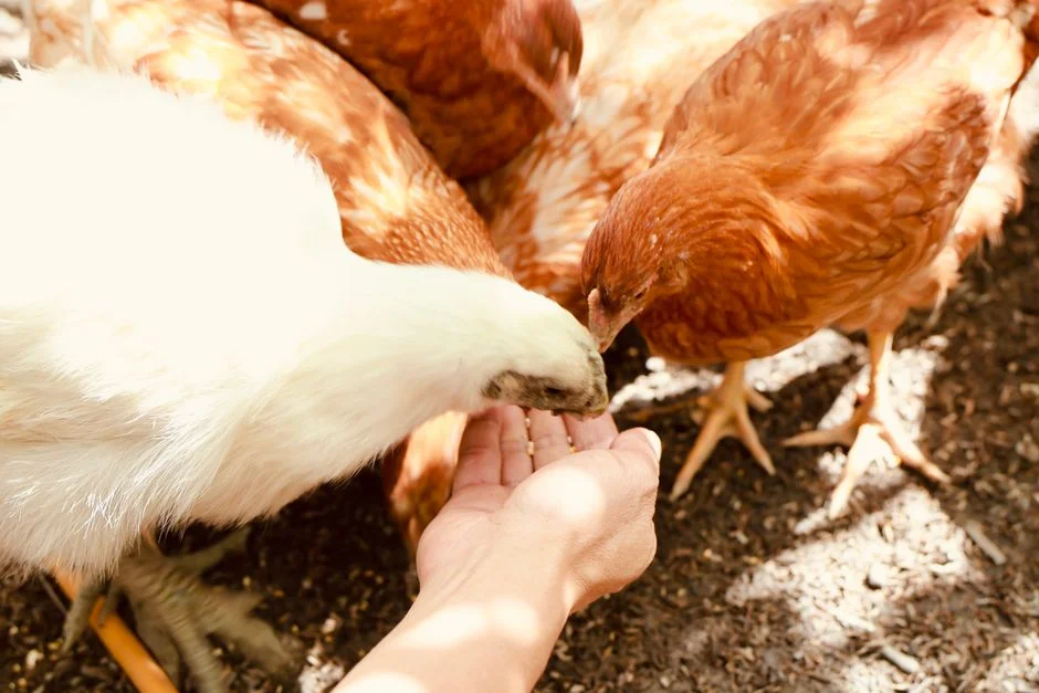 Chicken Treats Buyer's Guide: What to Know Before You Buy