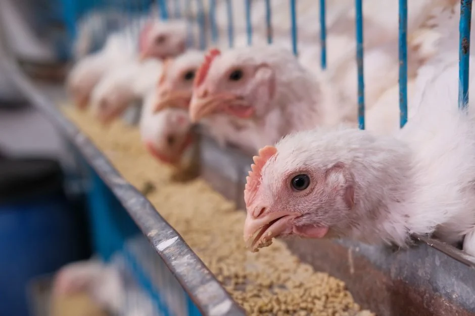 Large Chicken Feeder Buyer's Guide: Reduce Daily Labor