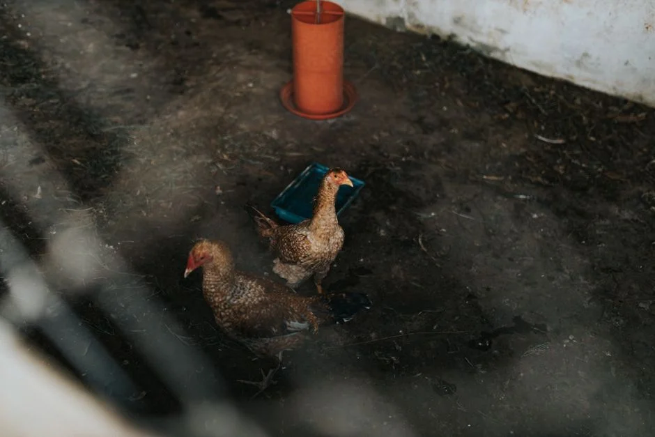 Gravity Chicken Feeders Compared: A Buyer's Guide