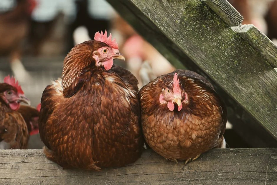 Chicken Nesting Box Size and Dimensions: A Complete Guide