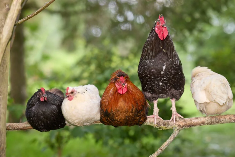 Heated Chicken Waterer Buyer's Guide: What to Know