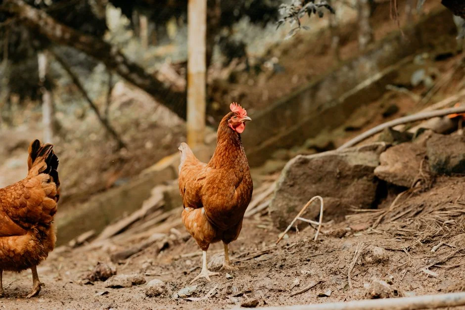 Omlet Chicken Waterer Review: Winter-Ready Options